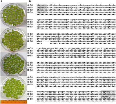 Structural and Biochemical Properties of Duckweed Surface Cuticle